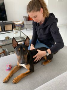 Oatéopathie canine - Joey