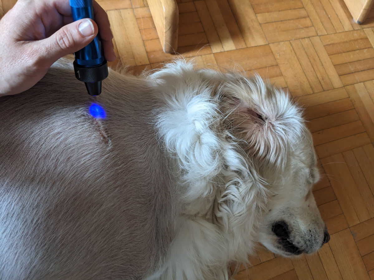 Chromothérapie sur un chien golden retriever pour soigner une cicatrise