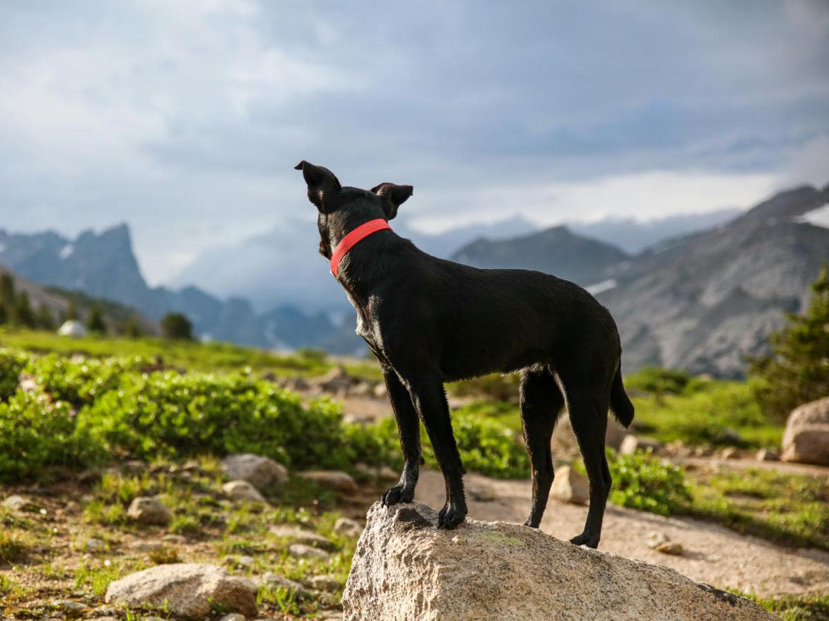 Un chien qui porte un collier en balade en montagne