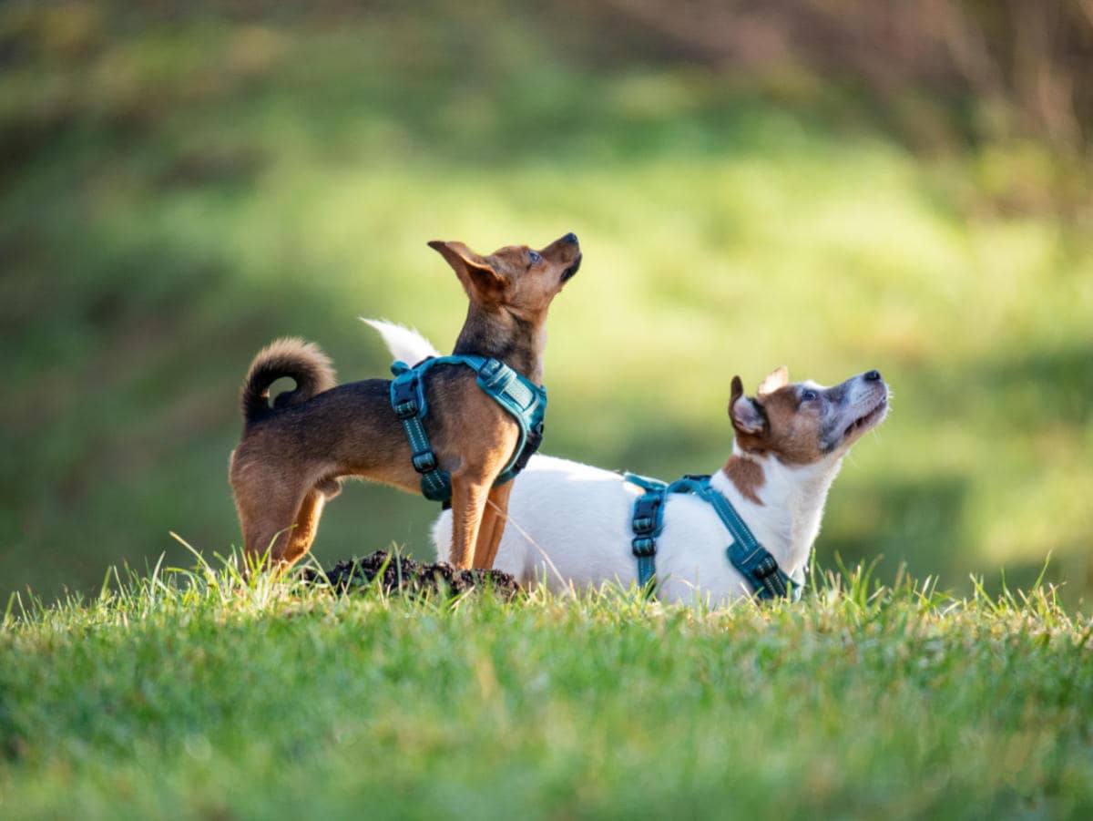 Deux petits chiens de types jack russel qui portent un harnais en forme de Y