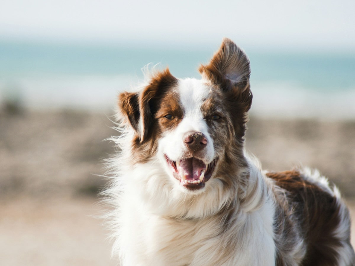 Chien adulte berger australien