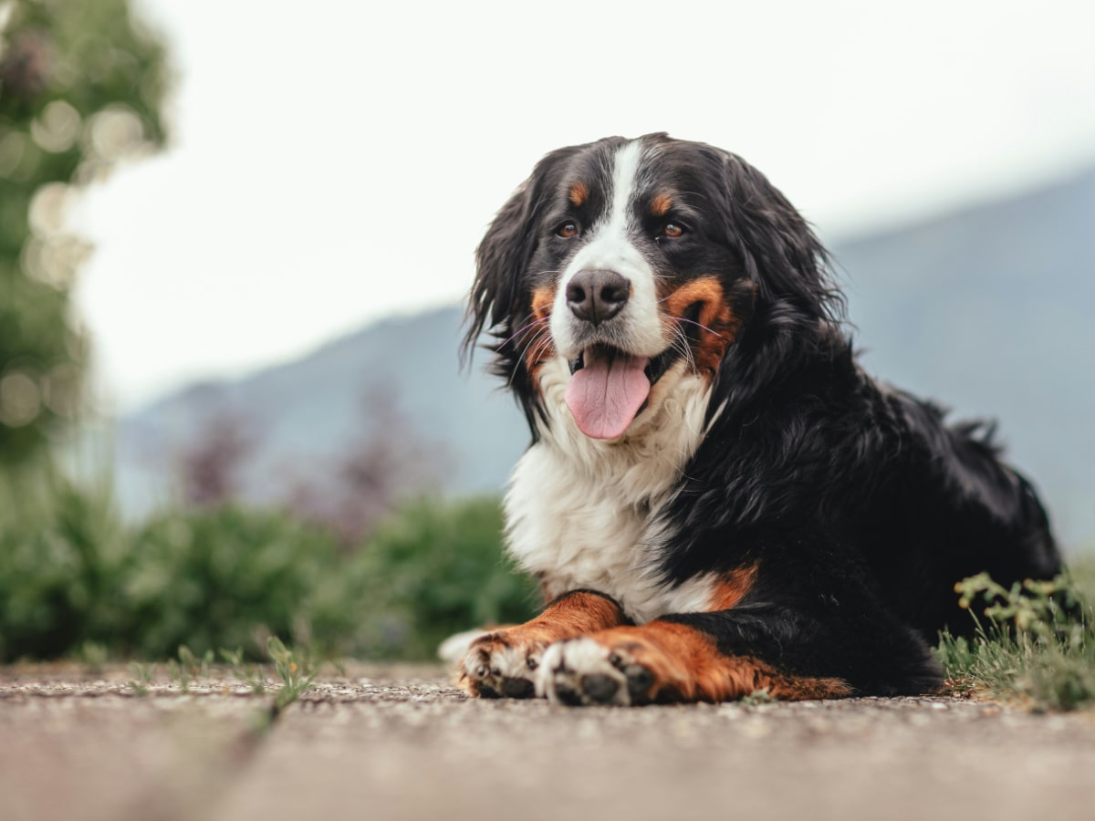 Chien bouvier bernois adulte