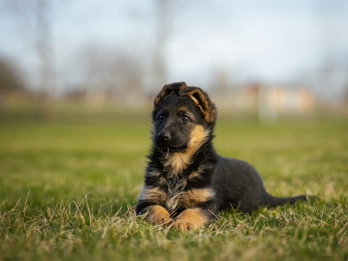 Chiot berger allemand 