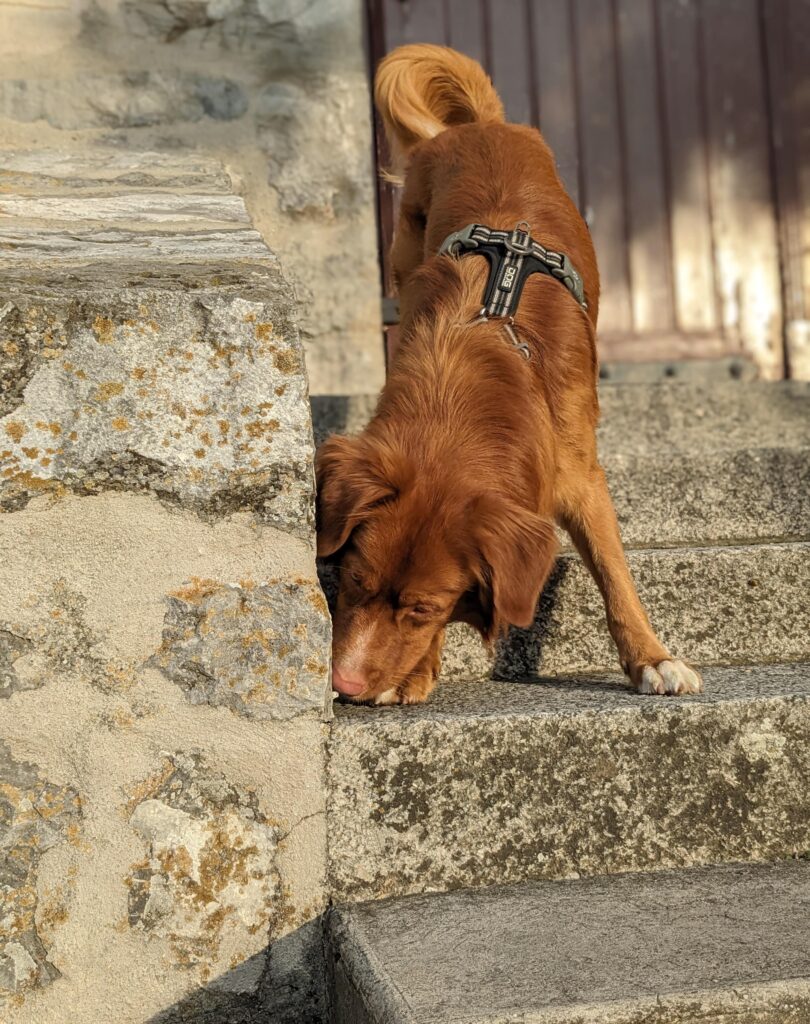 Chien qui fait du nosework et désigne l'odeur.